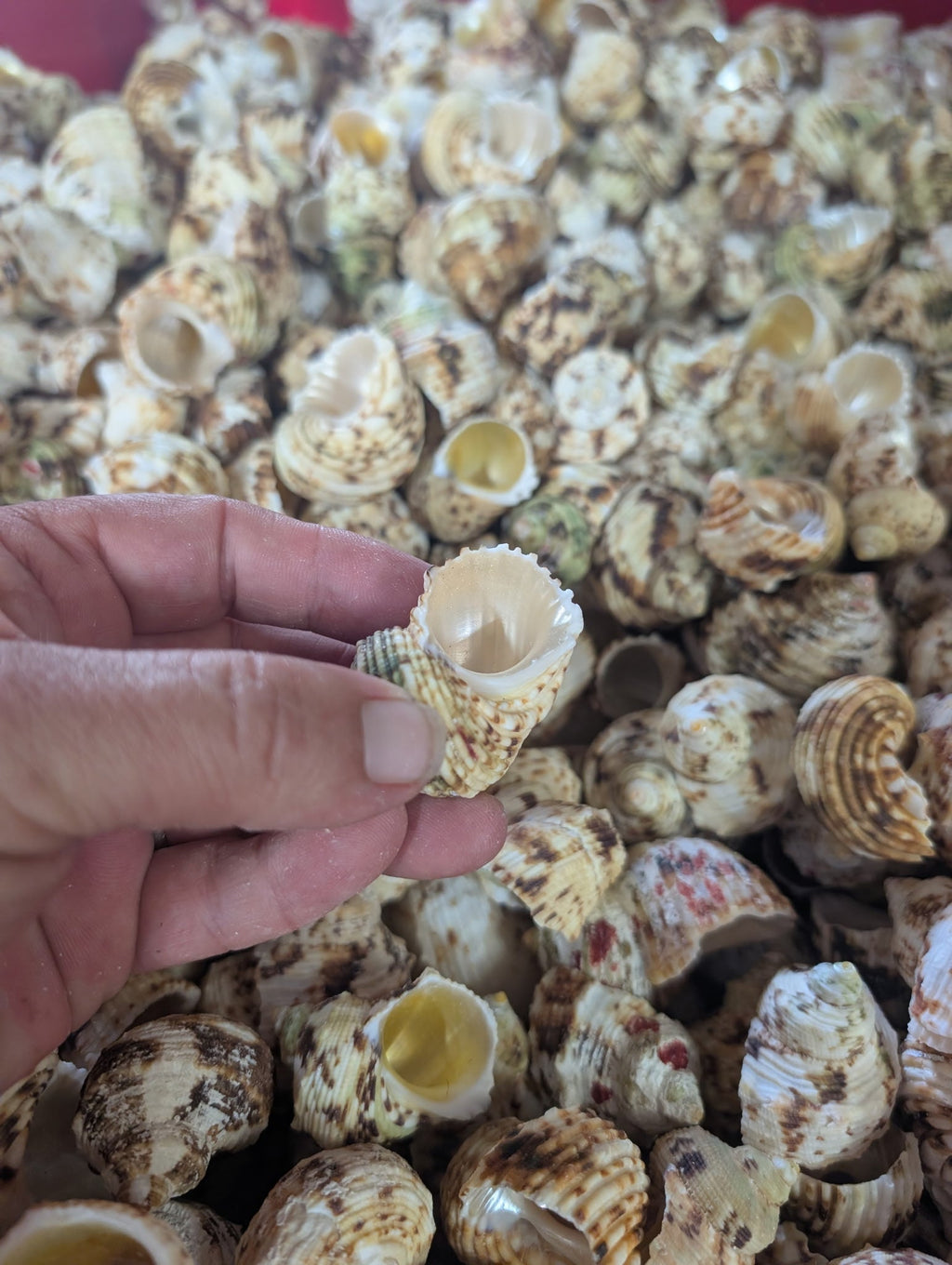 Gold and Silver Mouth Turban Shells – Turbo chrysostomus & argyrostoma