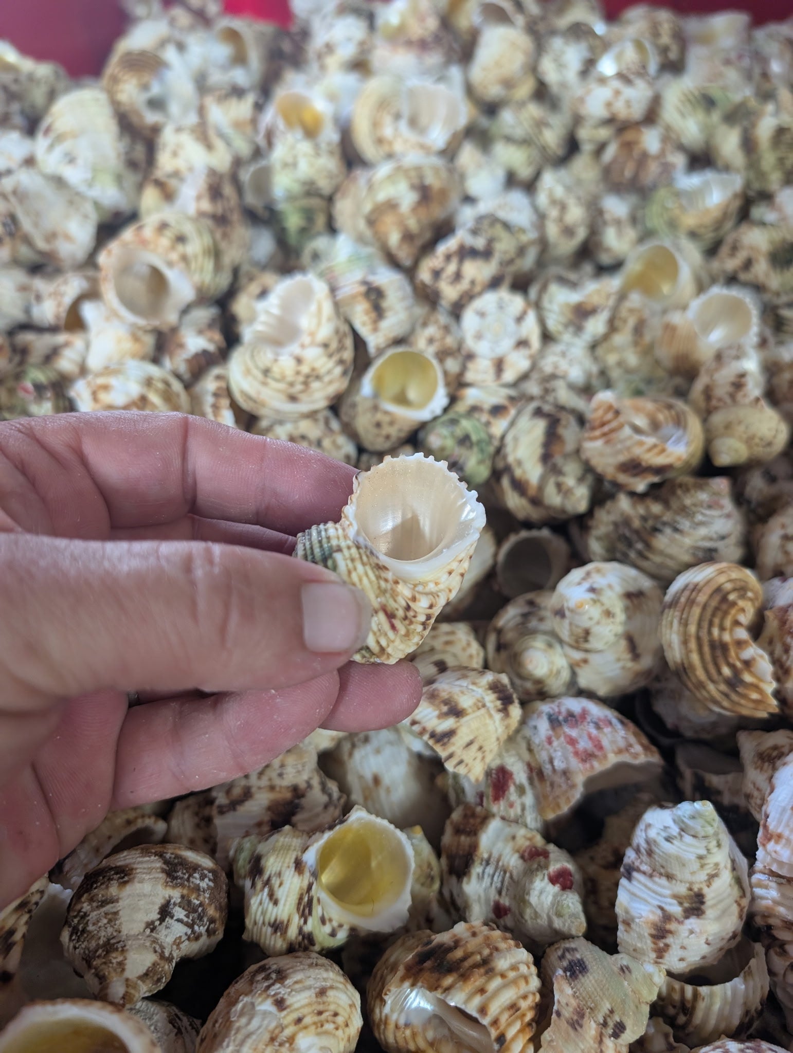 Gold and Silver Mouth Turban Shells – Turbo chrysostomus & argyrostoma