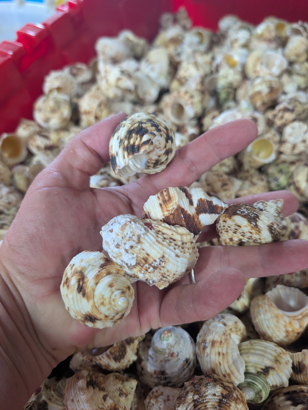 Gold and Silver Mouth Turban Shells – Turbo chrysostomus & argyrostoma