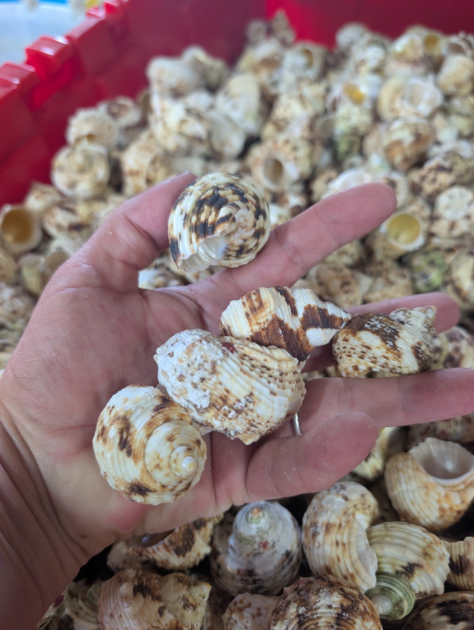 Gold and Silver Mouth Turban Shells – Turbo chrysostomus & argyrostoma