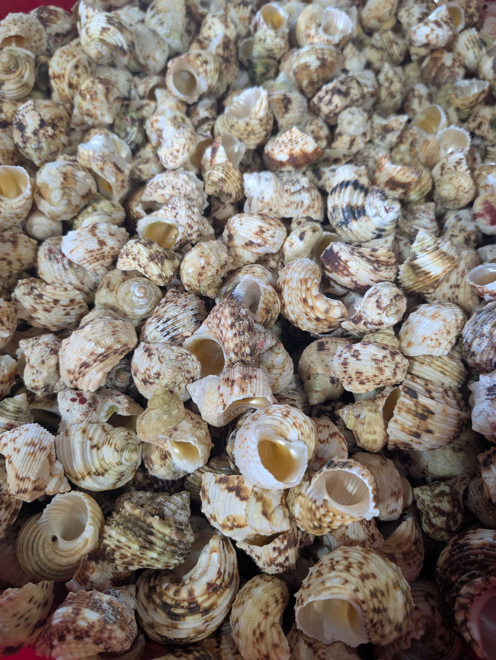 Gold and Silver Mouth Turban Shells – Turbo chrysostomus & argyrostoma