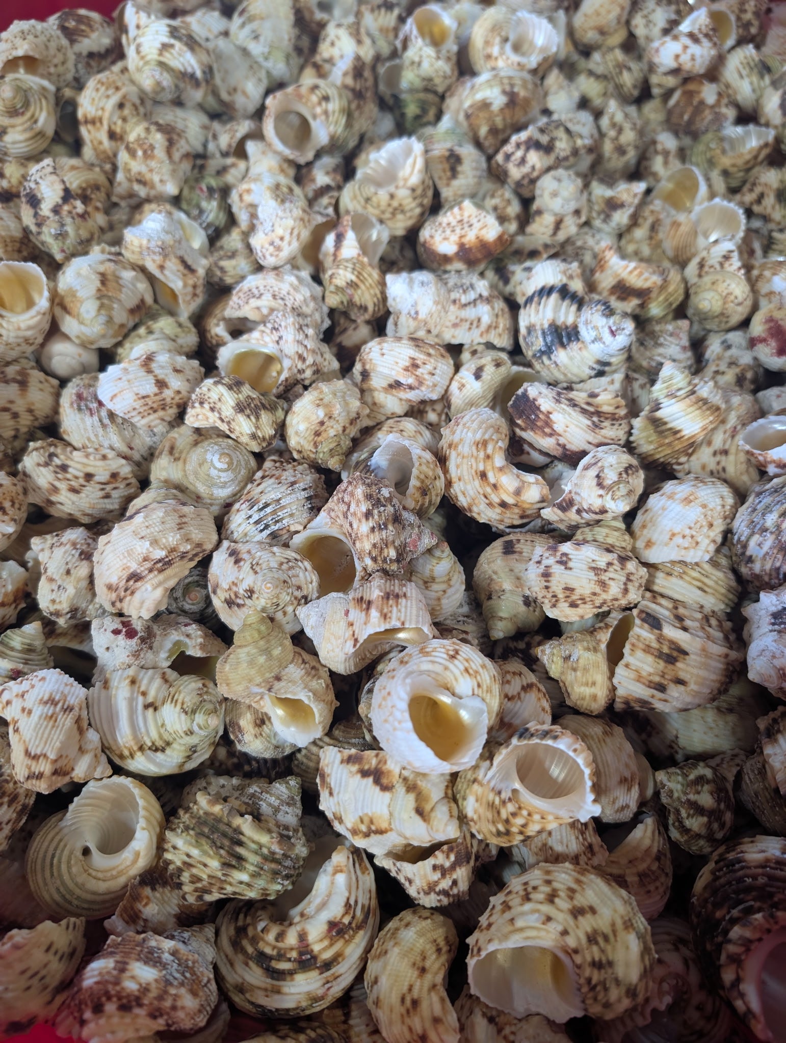 Gold and Silver Mouth Turban Shells – Turbo chrysostomus & argyrostoma