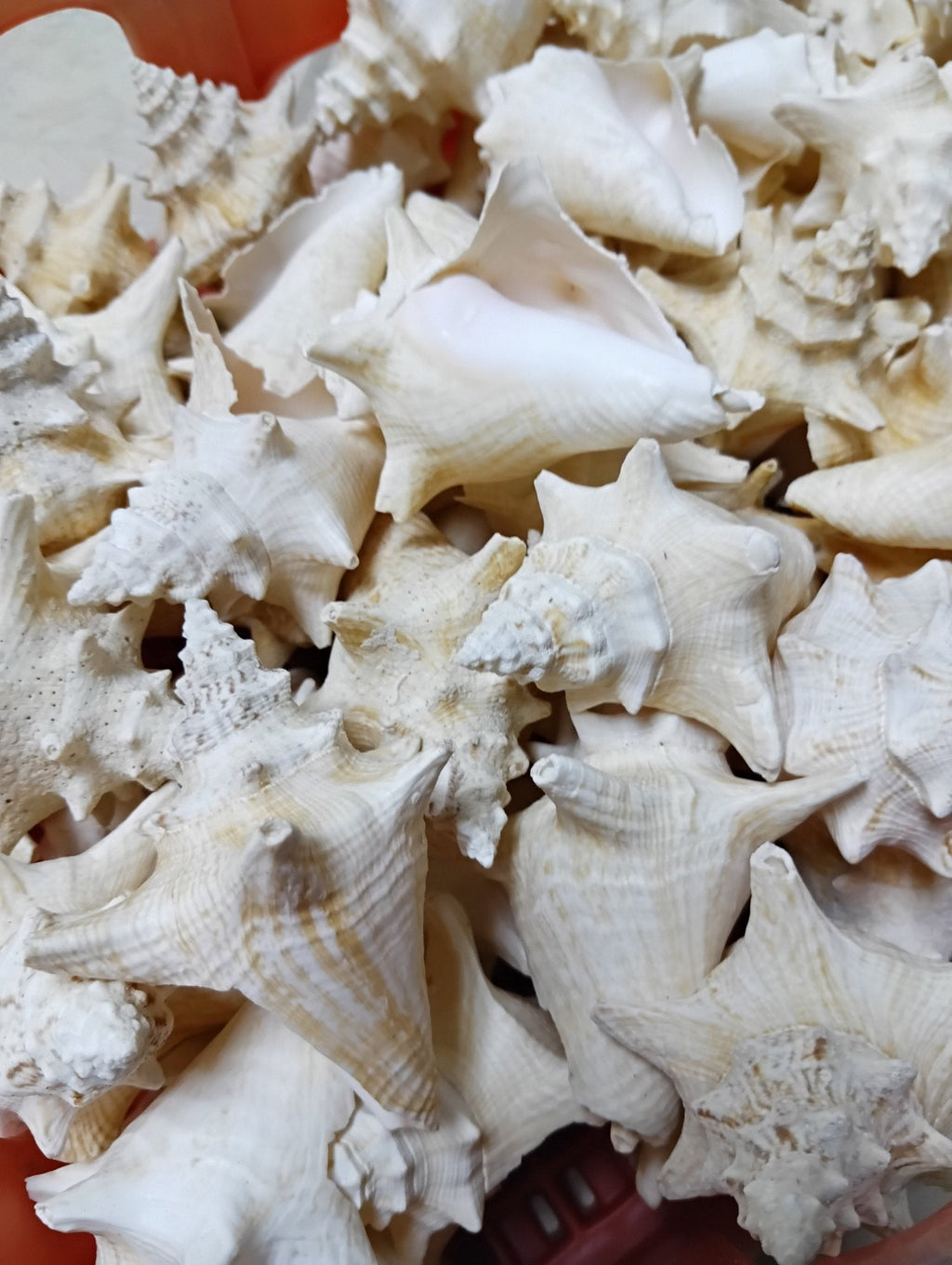 Non Pierced Juvenile Pink Queen Conch