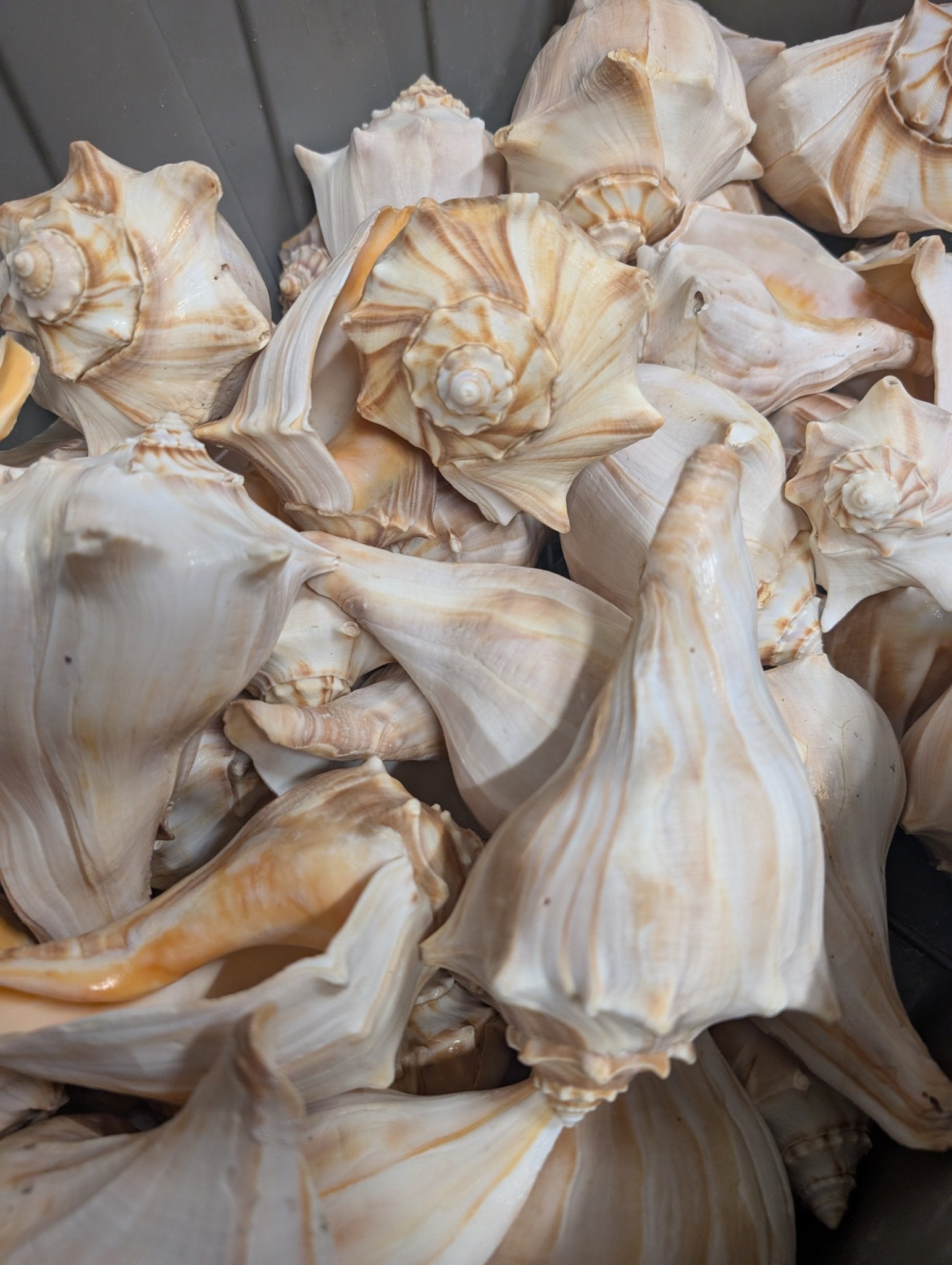 North Atlantic Knobbed Whelk Shell