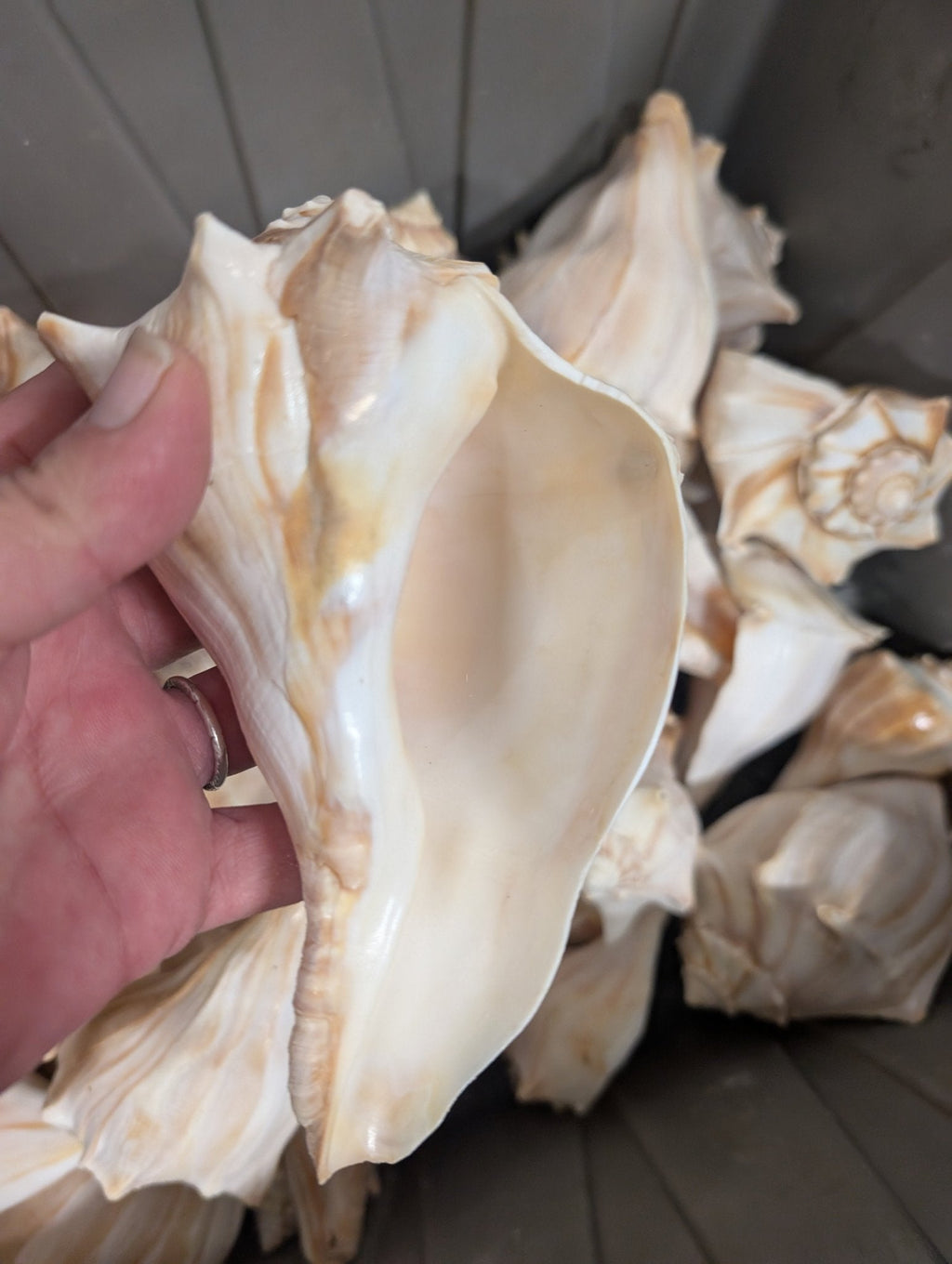 North Atlantic Knobbed Whelk Shell