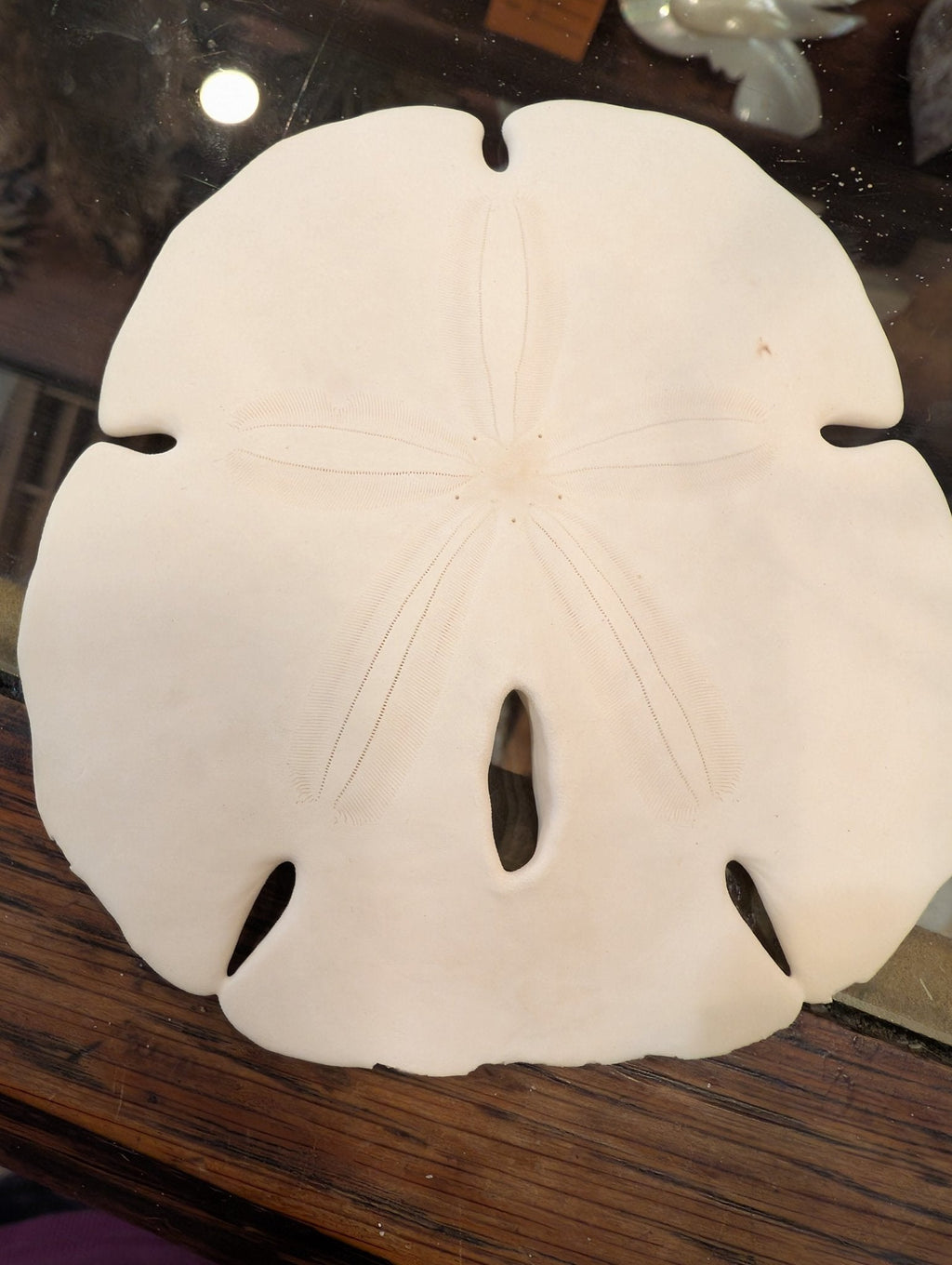 Notched Sand Dollar (Encope emarginata)