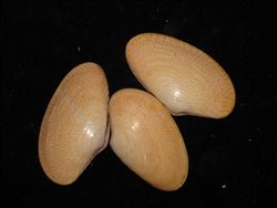 Nylon Shell Pairs
