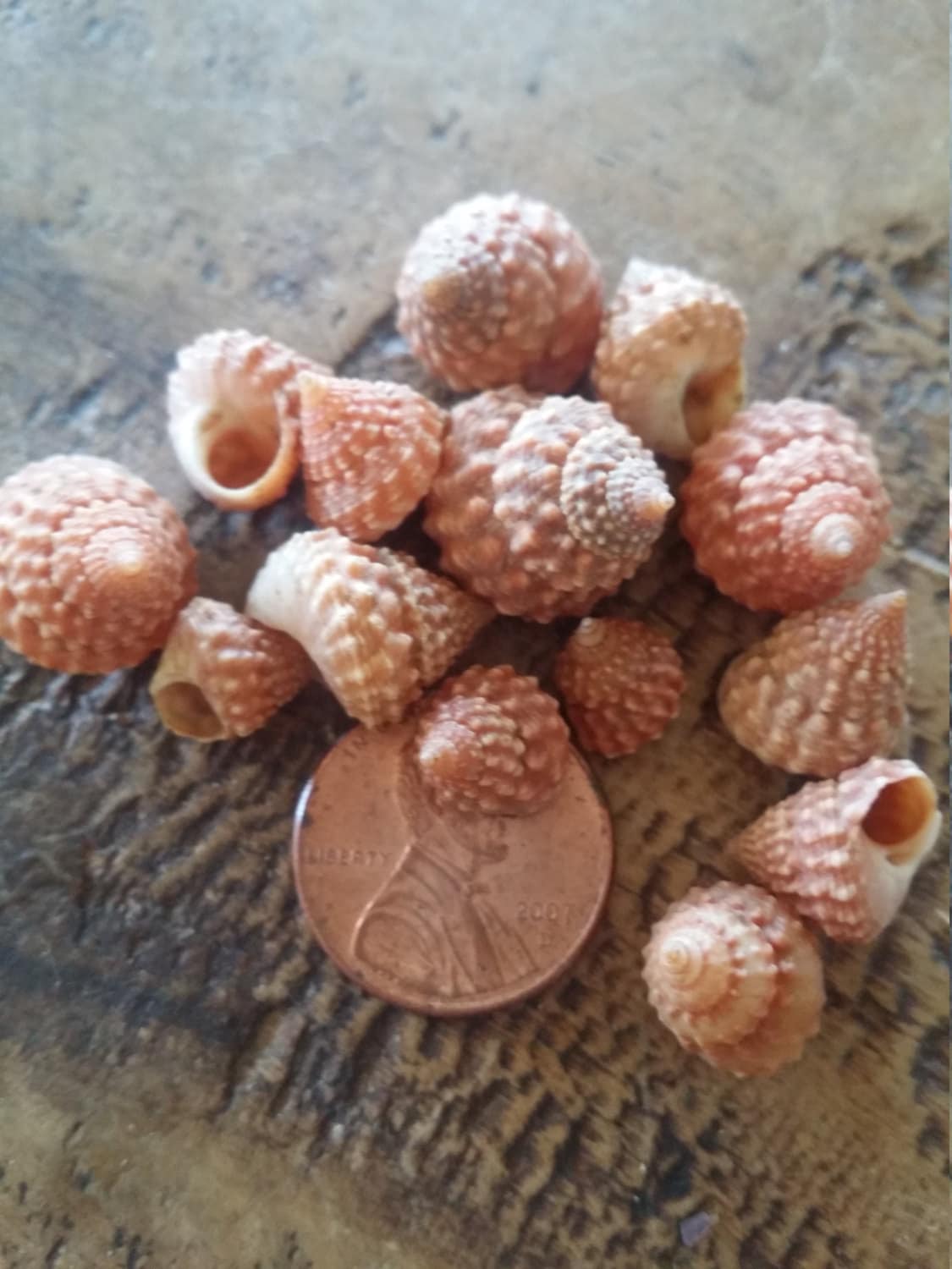 Orange Strawberry Cumingi Periwinkle Snail Seashells