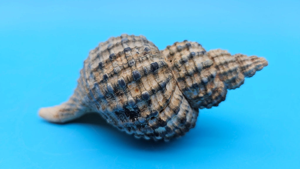 Oregon Hairy Triton Shell – Fusitriton oregonensis – 4.1" Pacific Northwest Display Shell