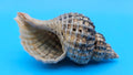 Oregon Hairy Triton Shell – Fusitriton oregonensis – 4.1" Pacific Northwest Display Shell