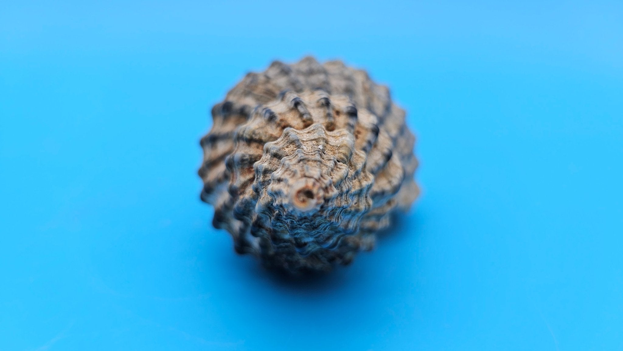 Oregon Hairy Triton Shell – Fusitriton oregonensis – 4.1" Pacific Northwest Display Shell