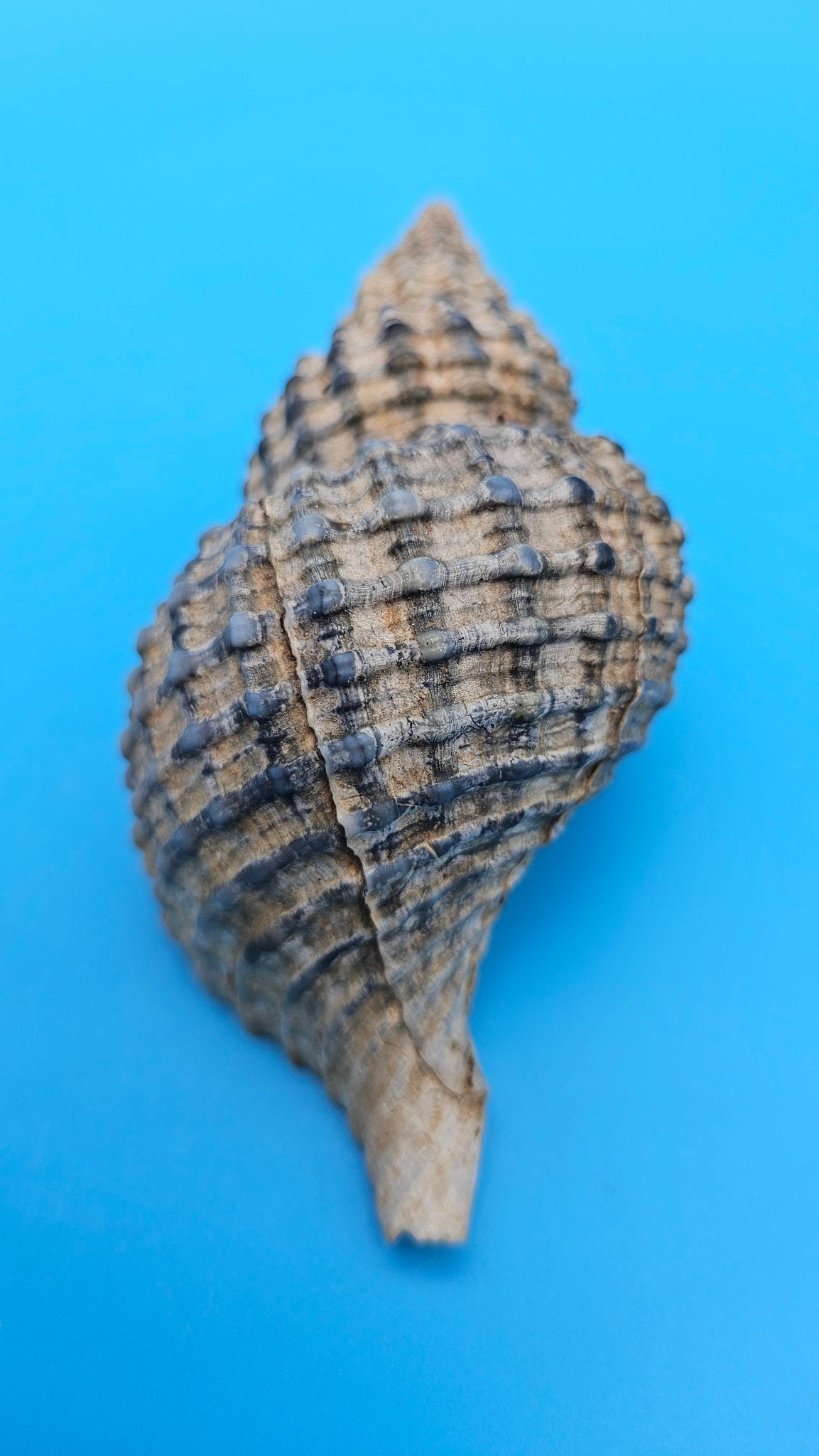Oregon Hairy Triton Shell – Fusitriton oregonensis – 4.1" Pacific Northwest Display Shell