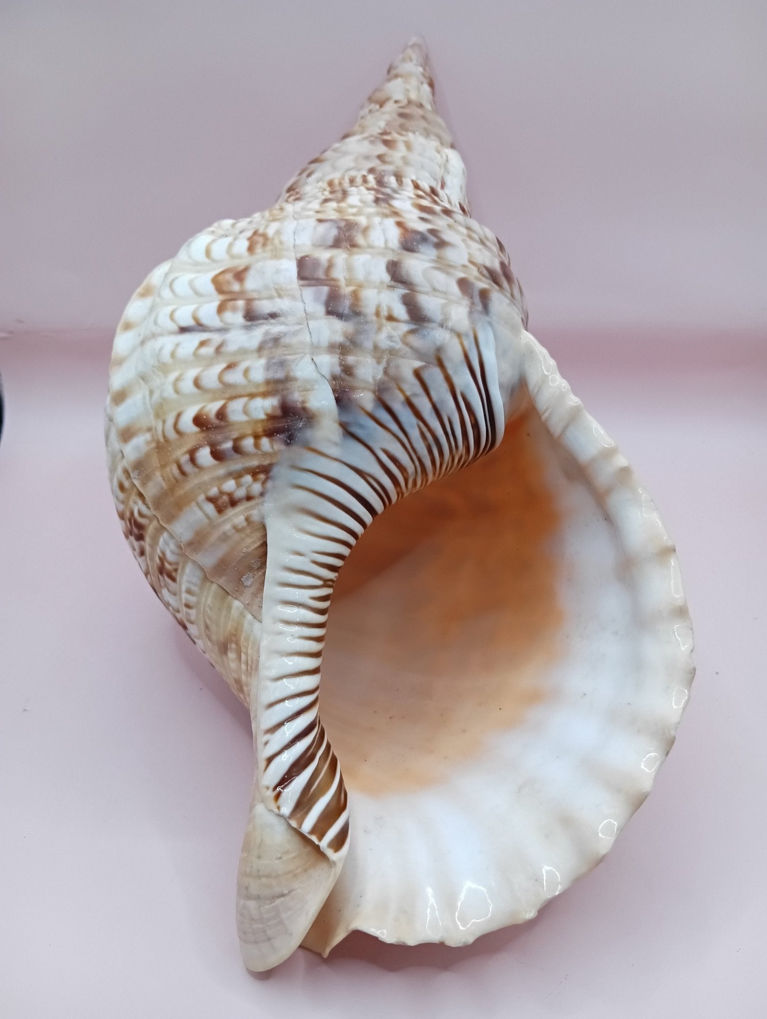 Pacific Triton Shell – 11" x 4.5" x 6.5" – Coastal Nautical Accent