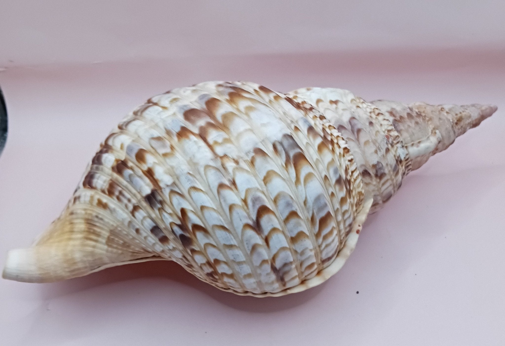 Pacific Triton Shell – 11" x 4.5" x 6.5" – Coastal Nautical Accent