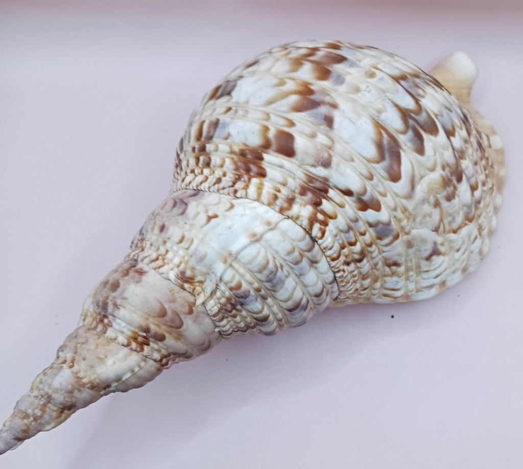 Pacific Triton Shell – 11" x 4.5" x 6.5" – Coastal Nautical Accent