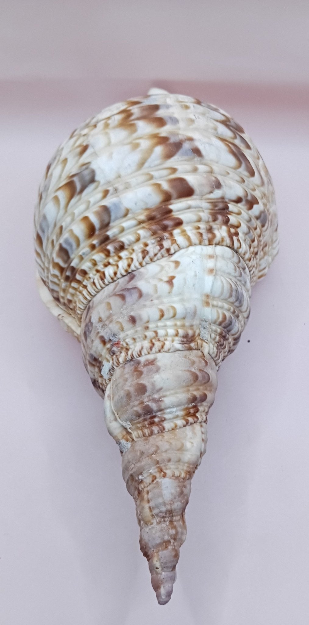 Pacific Triton Shell – 11" x 4.5" x 6.5" – Coastal Nautical Accent