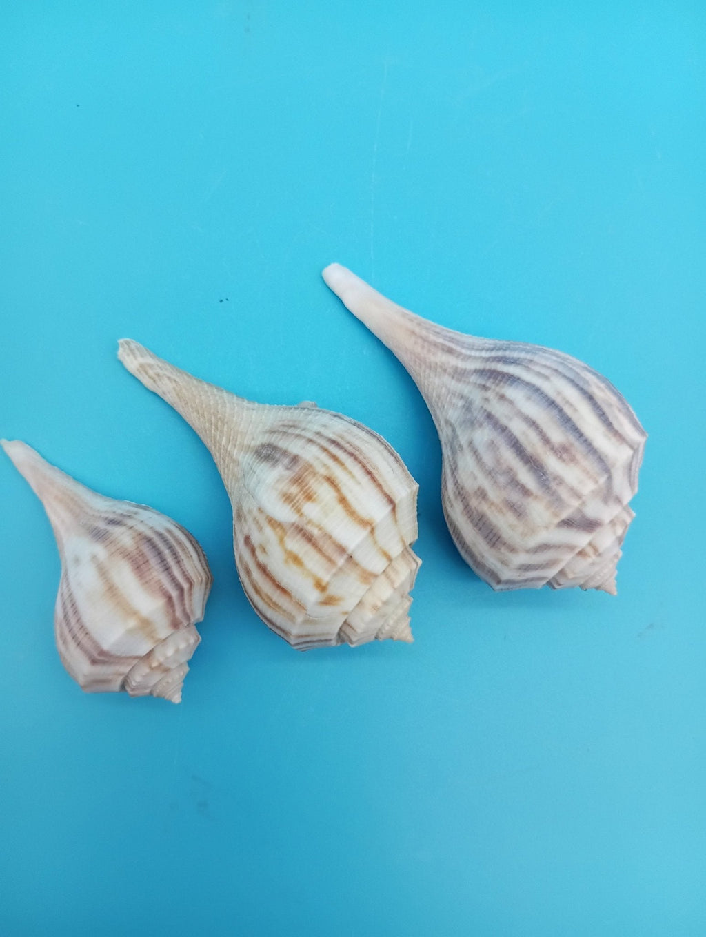Pear Whelk Shell Trio – Fulguropsis spirata – Coastal Display Shell Decor