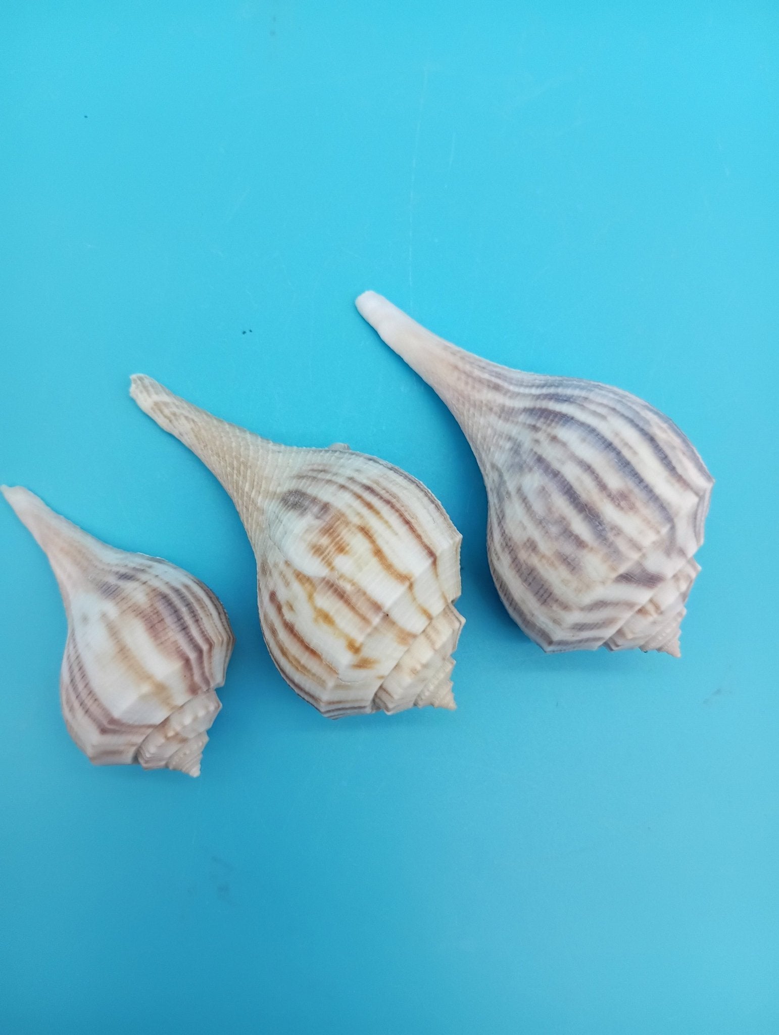 Pear Whelk Shell Trio – Fulguropsis spirata – Coastal Display Shell Decor