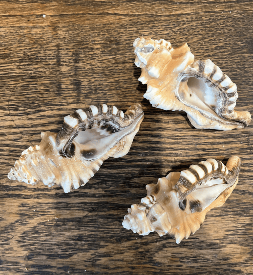 Coquillages Perry Triton Conch Cymatium