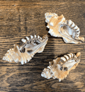 Coquillages Perry Triton Conch Cymatium