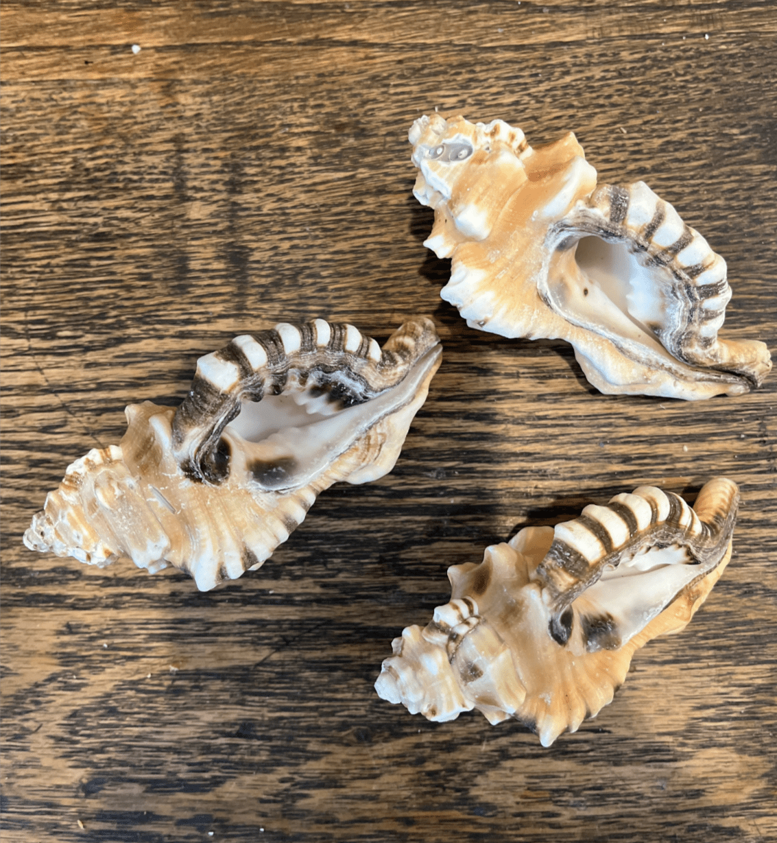 Coquillages Perry Triton Conch Cymatium
