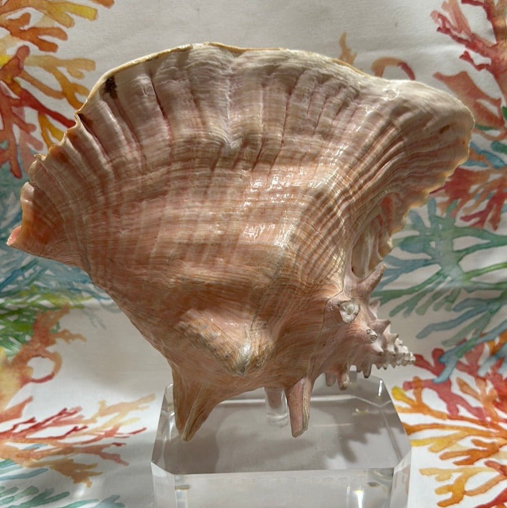 Pink Conch on Acrylic Base