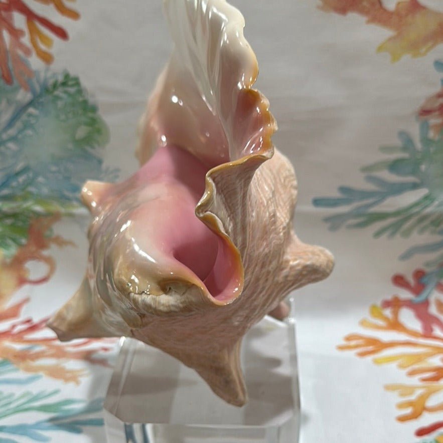 Pink Conch on Acrylic Base