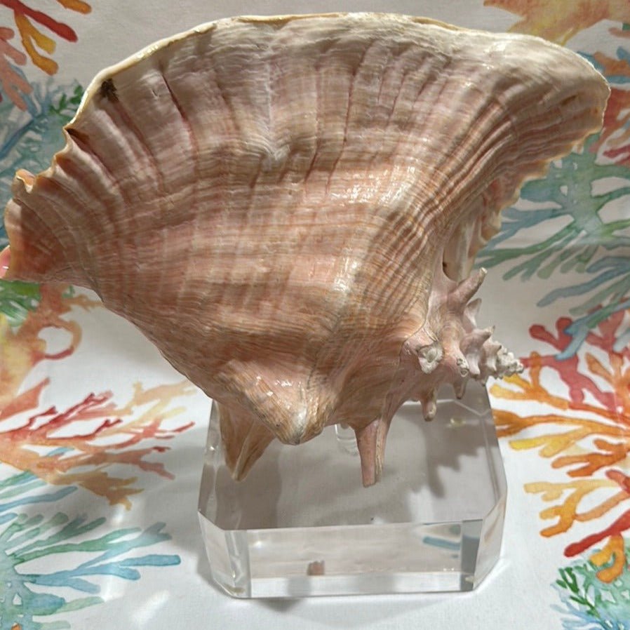 Pink Conch on Acrylic Base