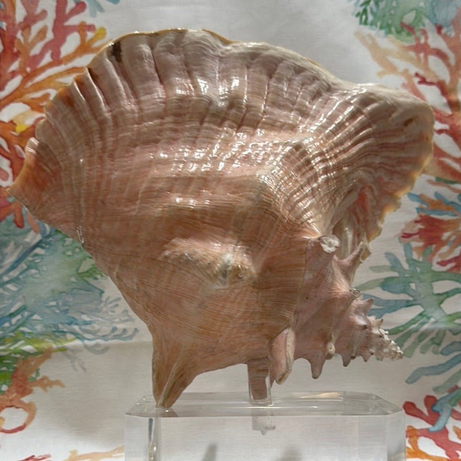 Pink Conch on Acrylic Base