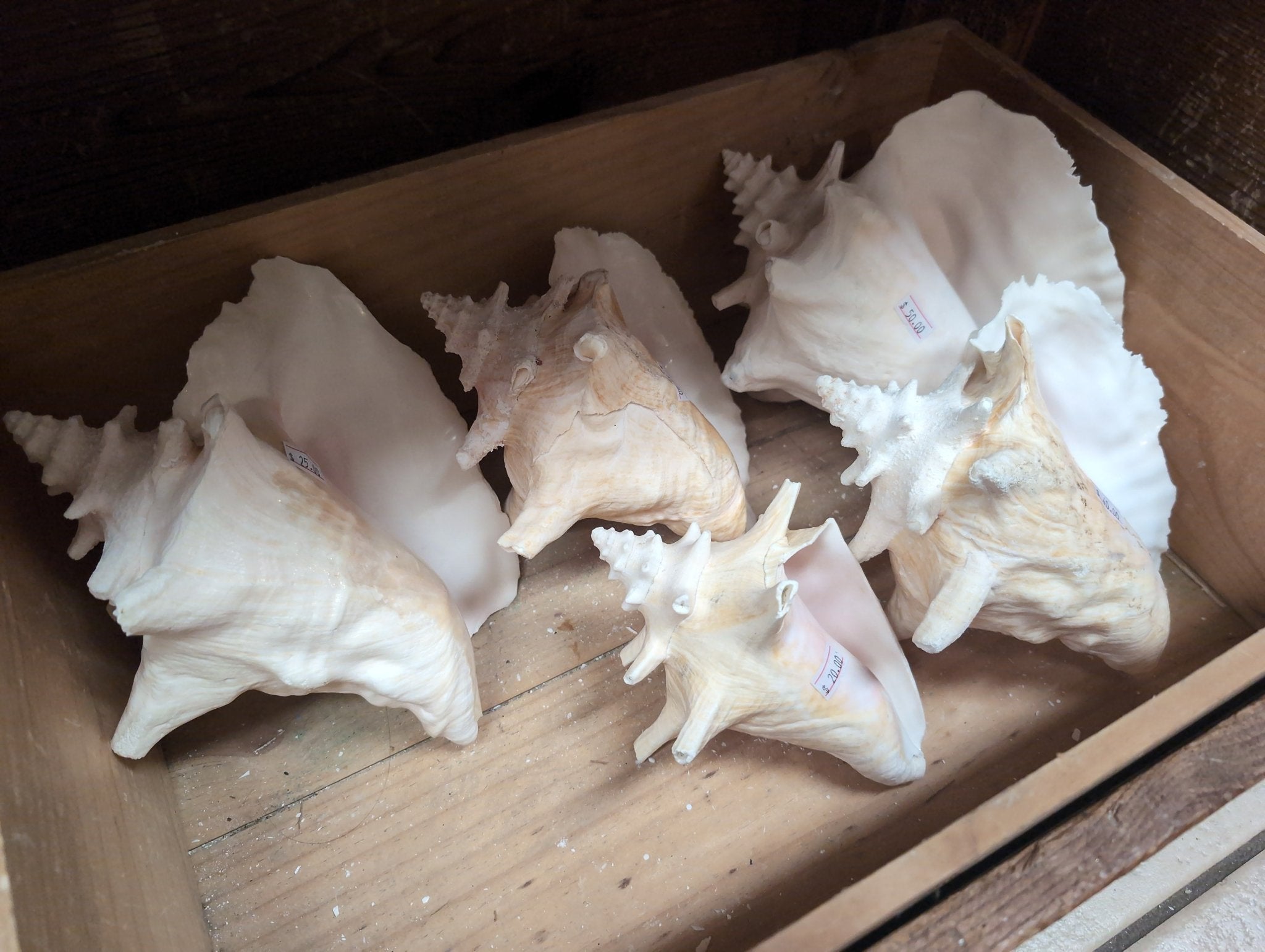Pink Queen Conch Display Shell- Pierced (Strombus Gigas)