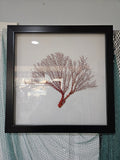 Pink Sea Fan Shadow Box - 20"x20" Coastal Wall Art