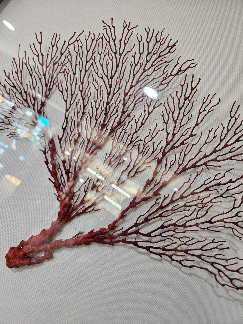 Pink Sea Fan Shadow Box - 20"x20" Coastal Wall Art