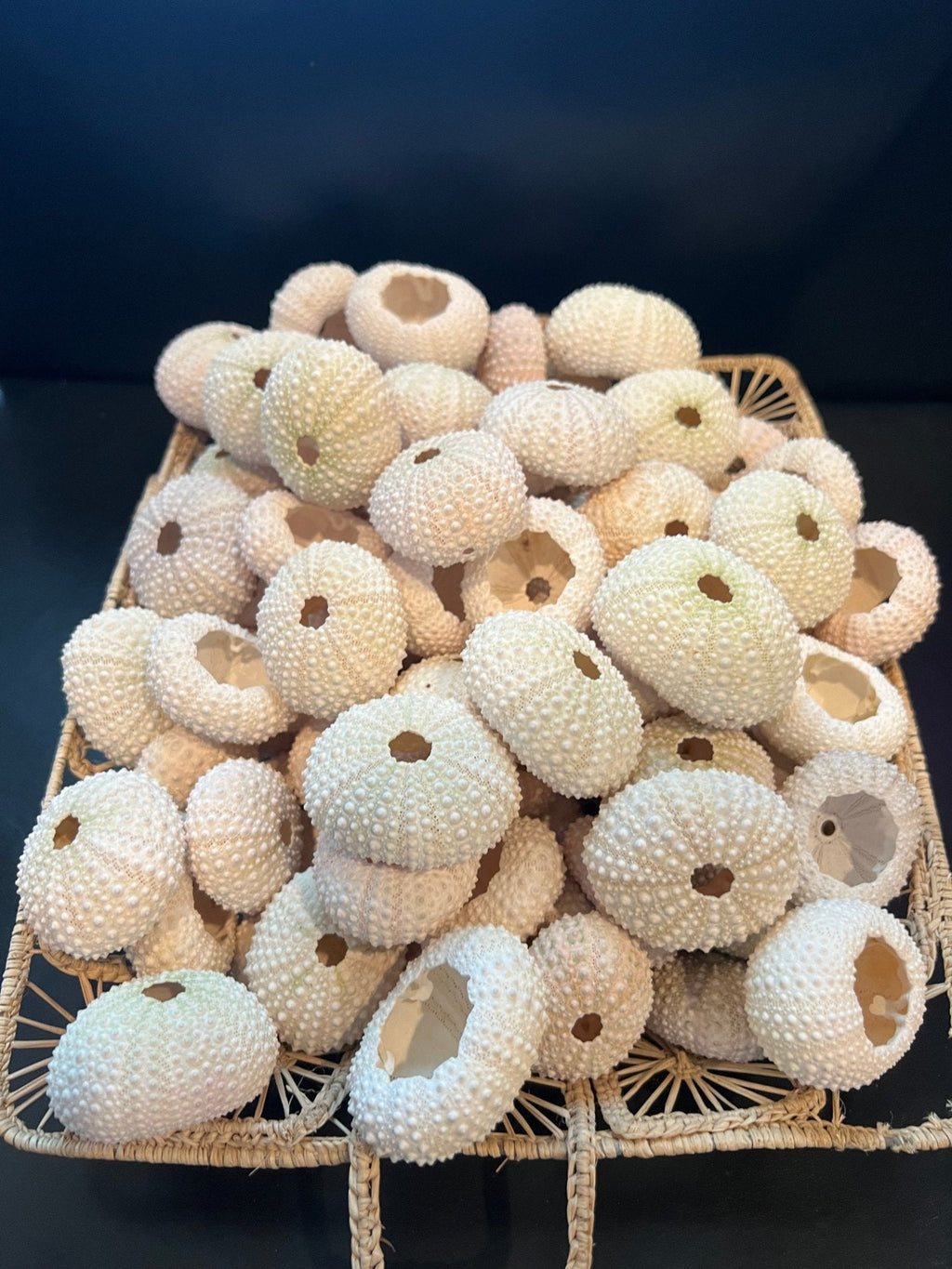 Pink Sea Urchin Shells