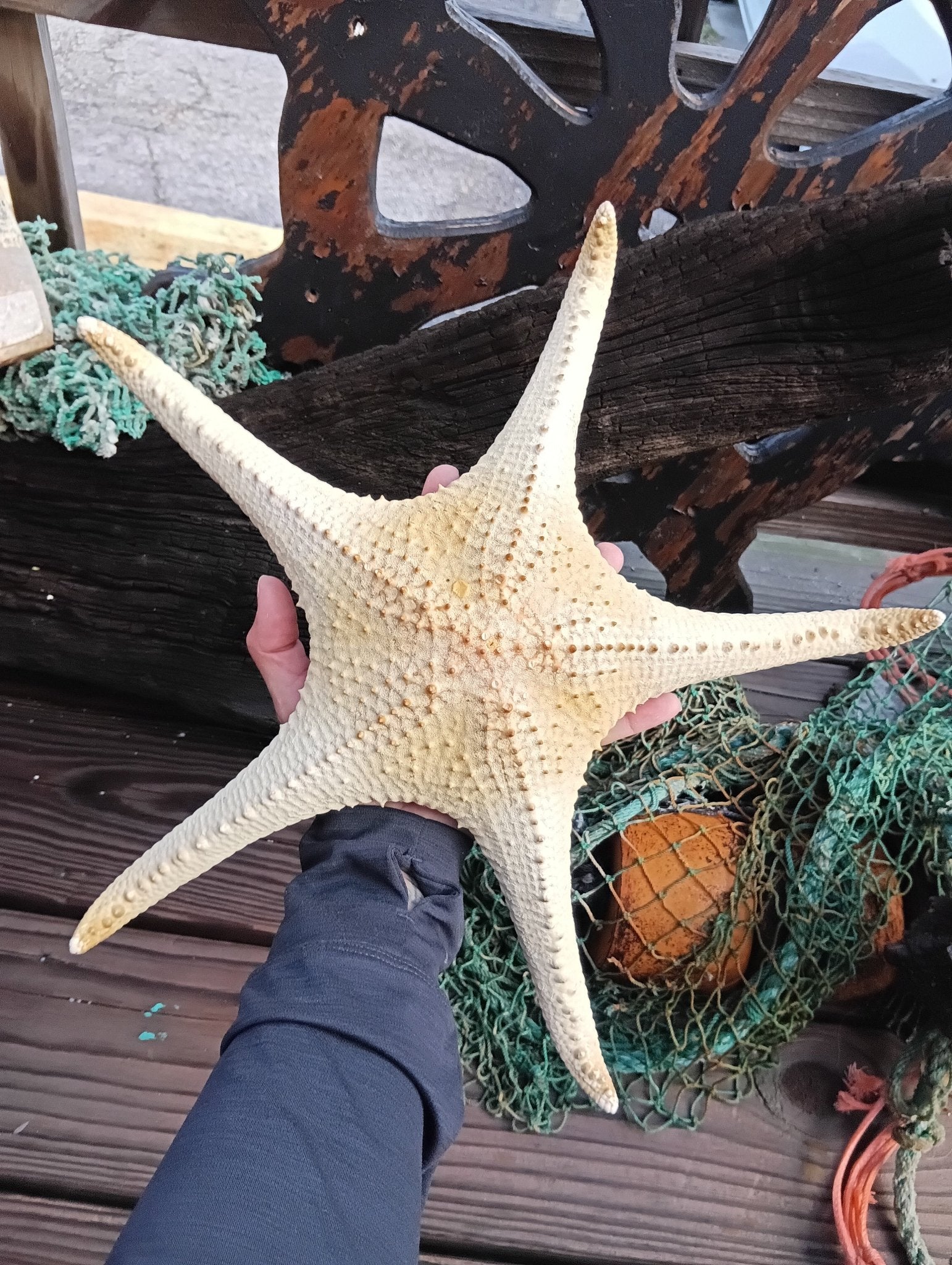 Pink Tip Starfish 14.5"