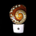 Polished African Turbo Shell LED Night Light