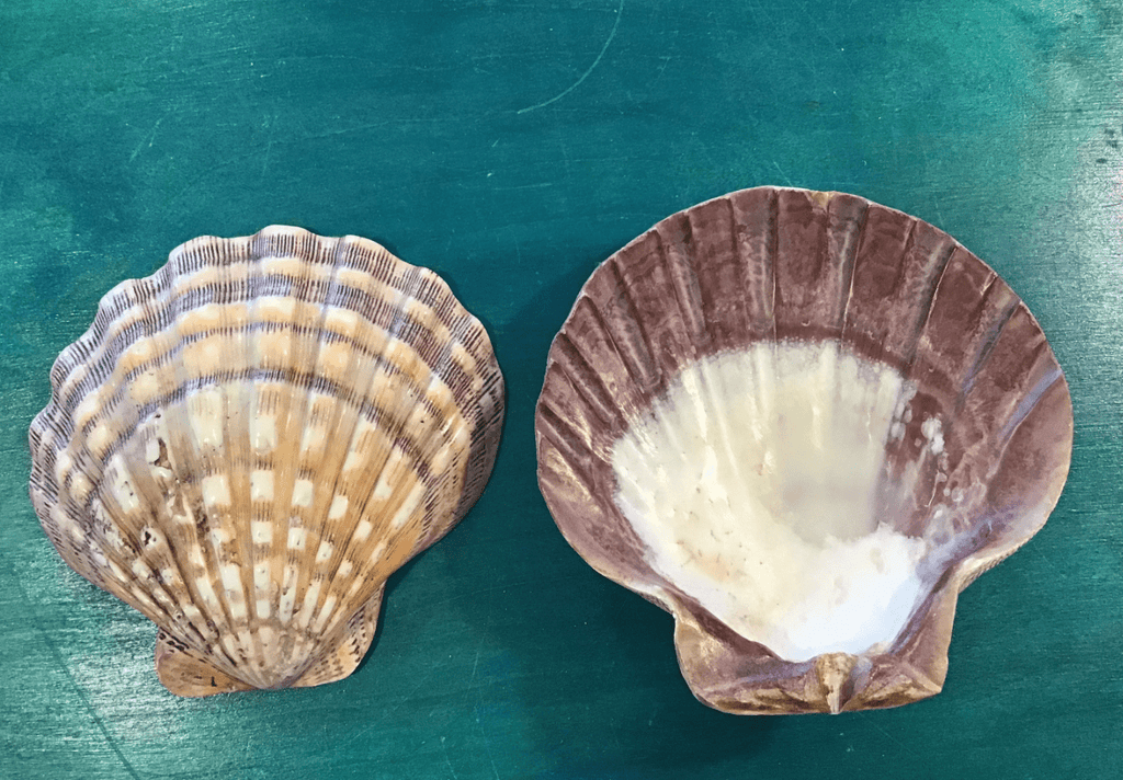 Polished Lions Paw Shell