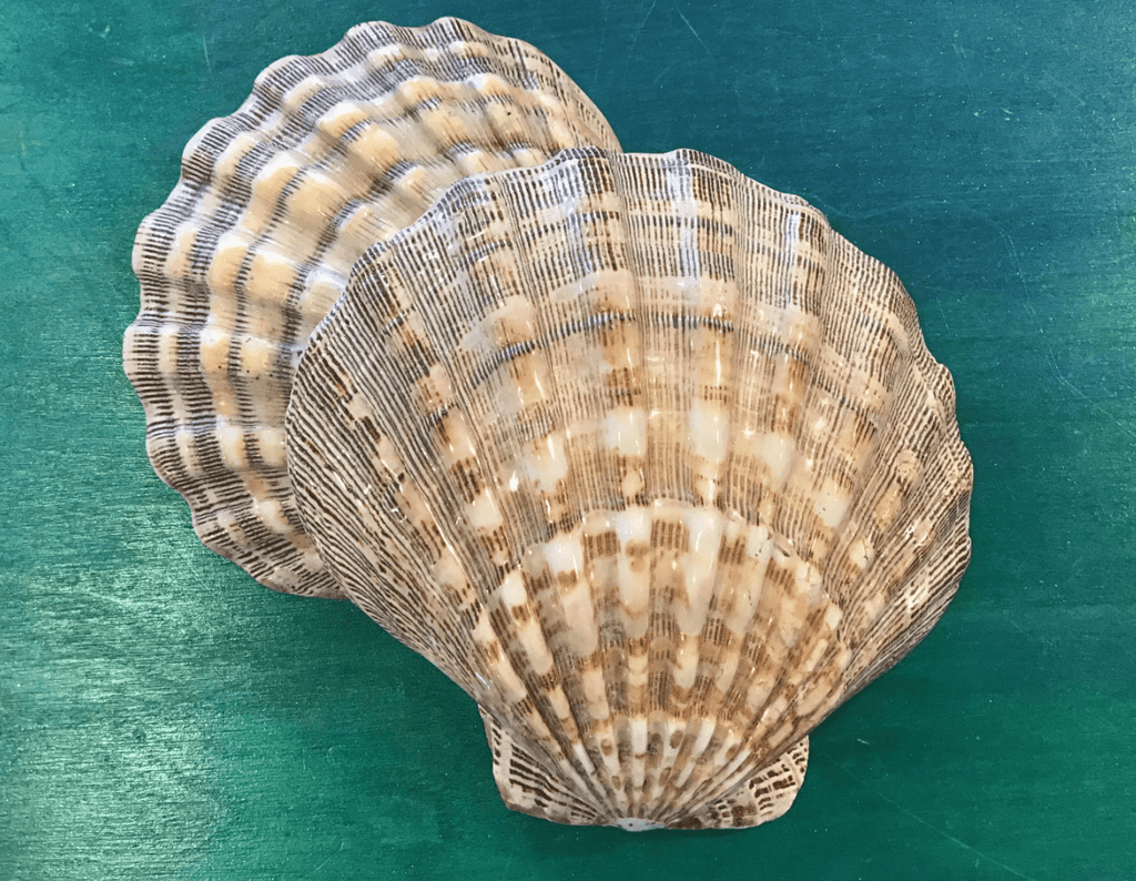 Polished Lions Paw Shell