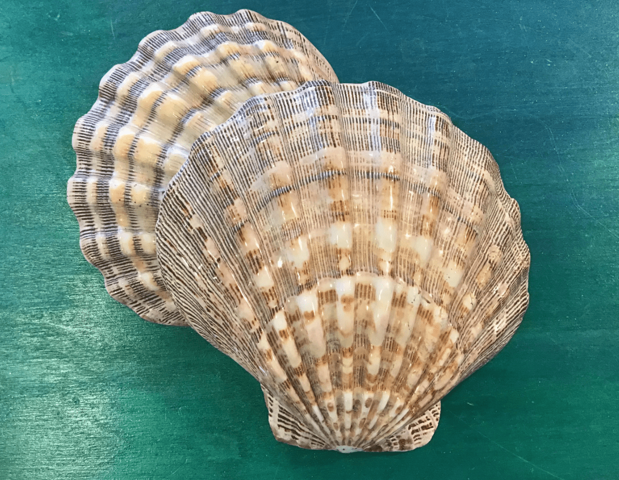 Polished Lions Paw Shell