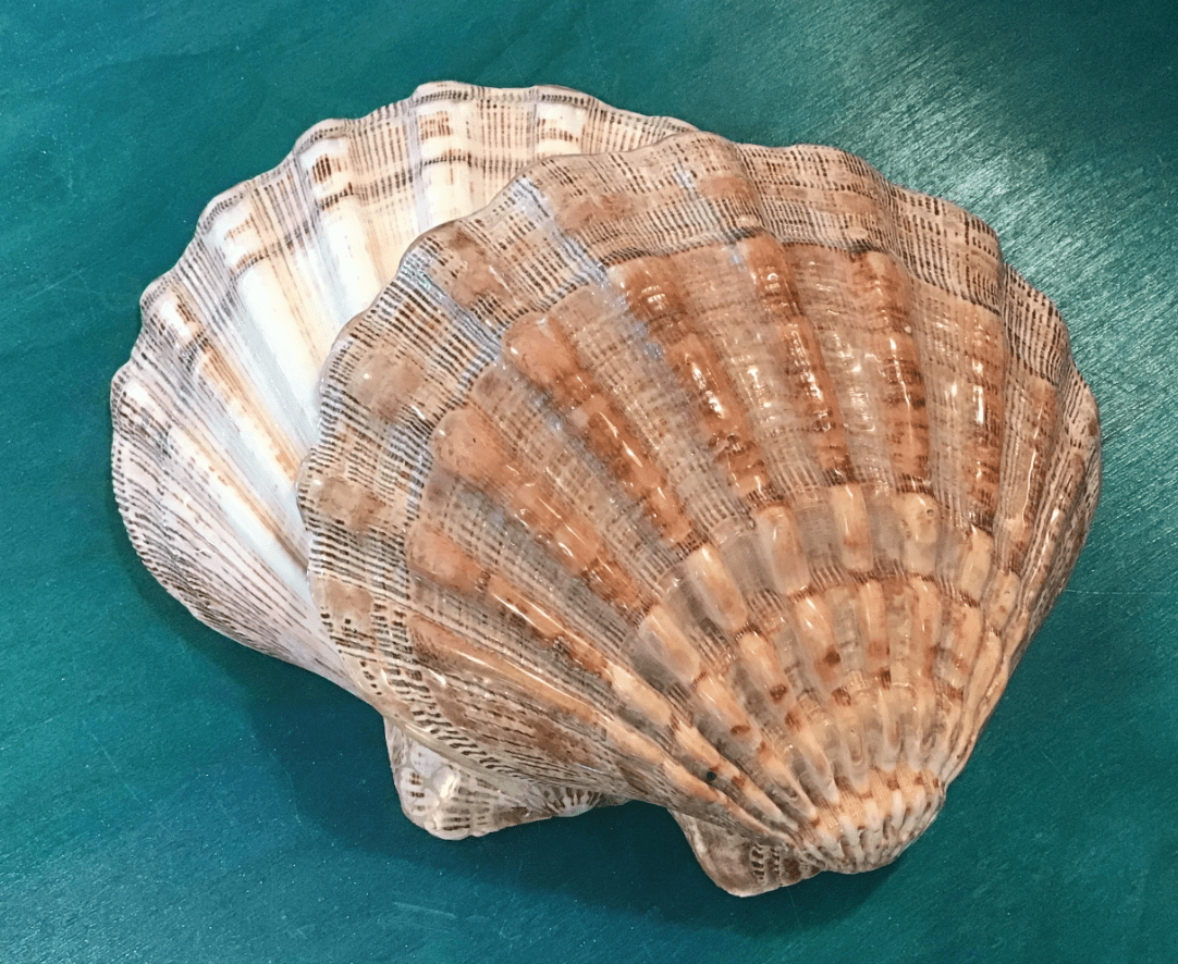 Polished Lions Paw Shell