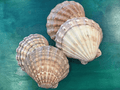 Polished Lions Paw Shell