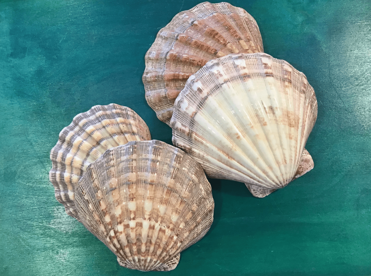 Polished Lions Paw Shell