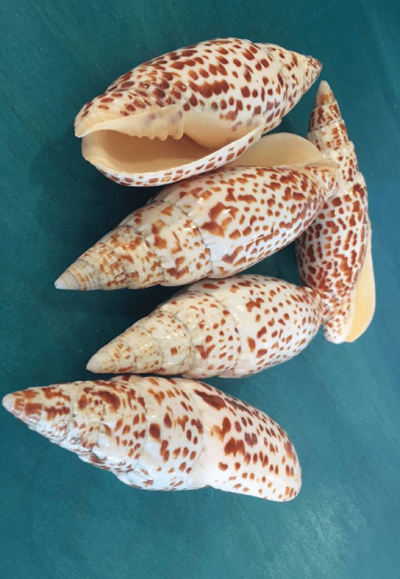 Polished Papal Miter - Mitra papilis