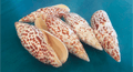 Polished Papal Miter - Mitra papilis