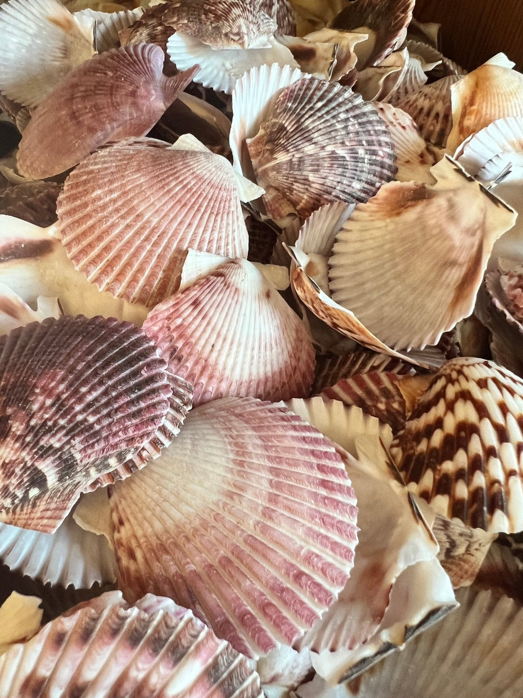 Purple Scallop Shells (Argopecten purpuratus)