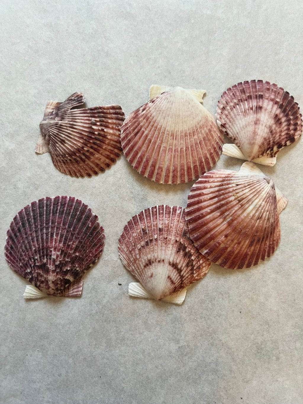 Purple Scallop Shells (Argopecten purpuratus)