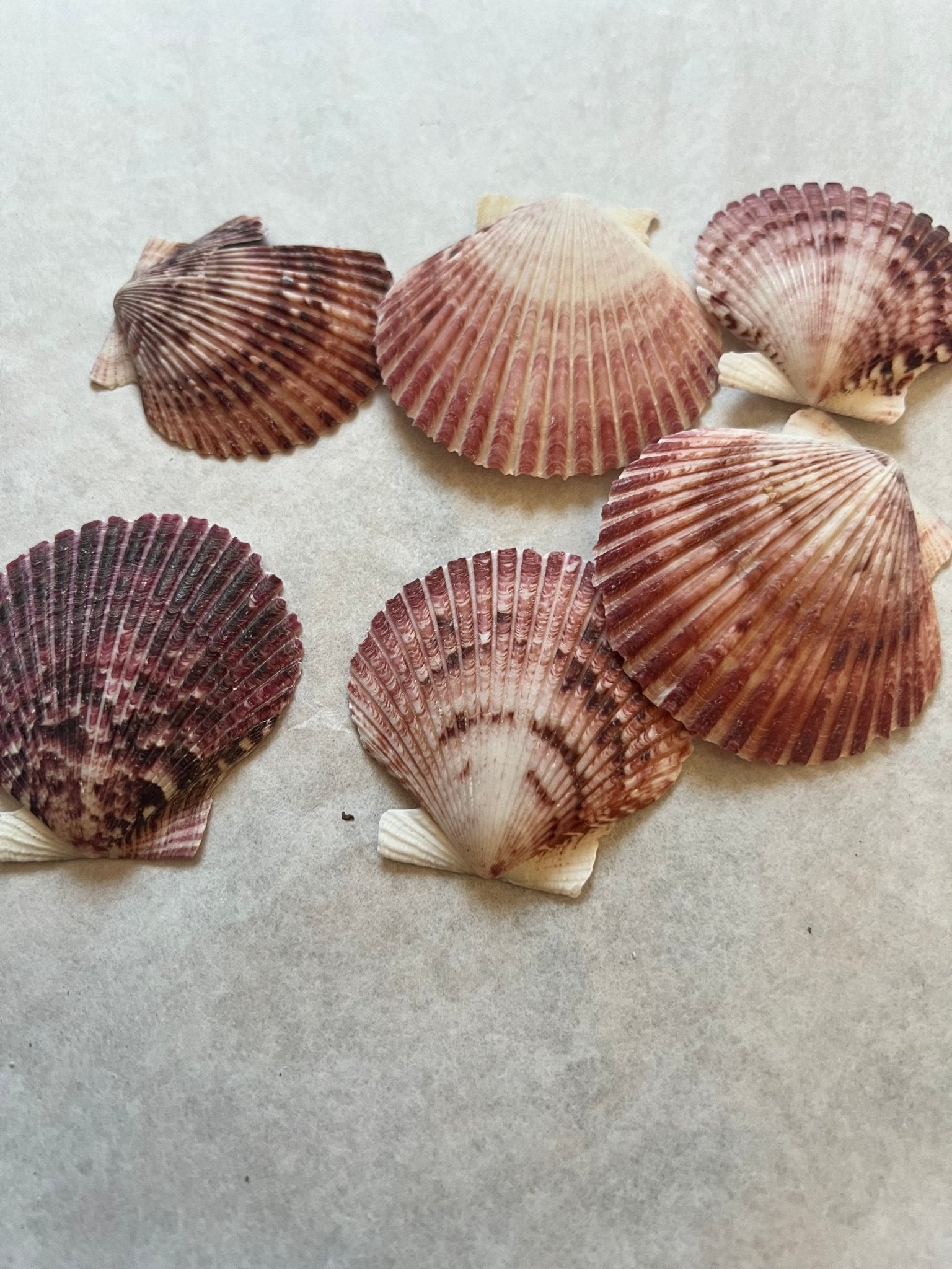 Purple Scallop Shells (Argopecten purpuratus)