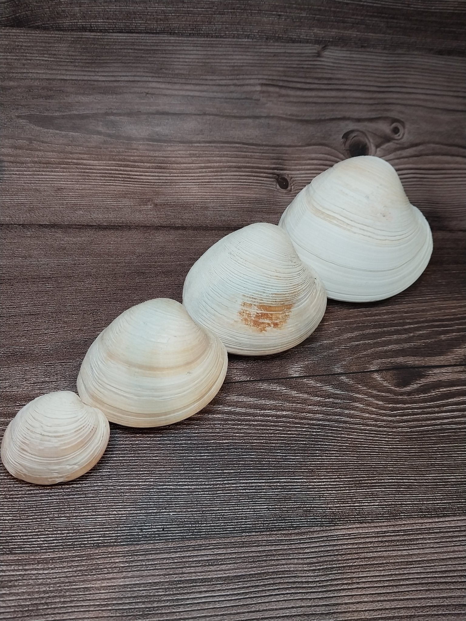 Quahog Clam Shell Pairs (Mercenaria mercenaria)