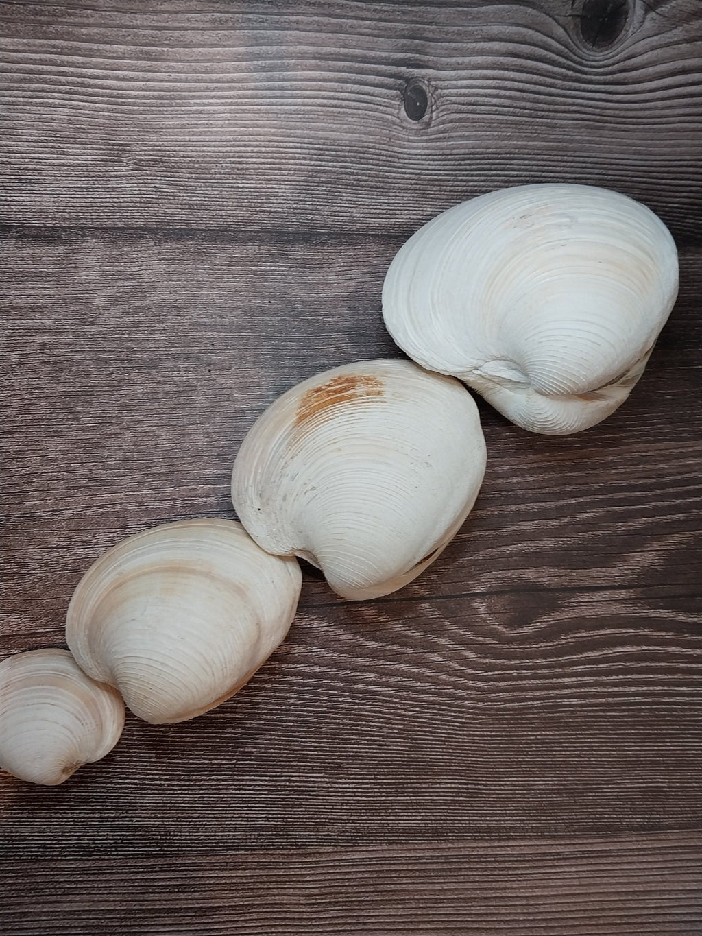 Quahog Clam Shell Pairs (Mercenaria mercenaria)
