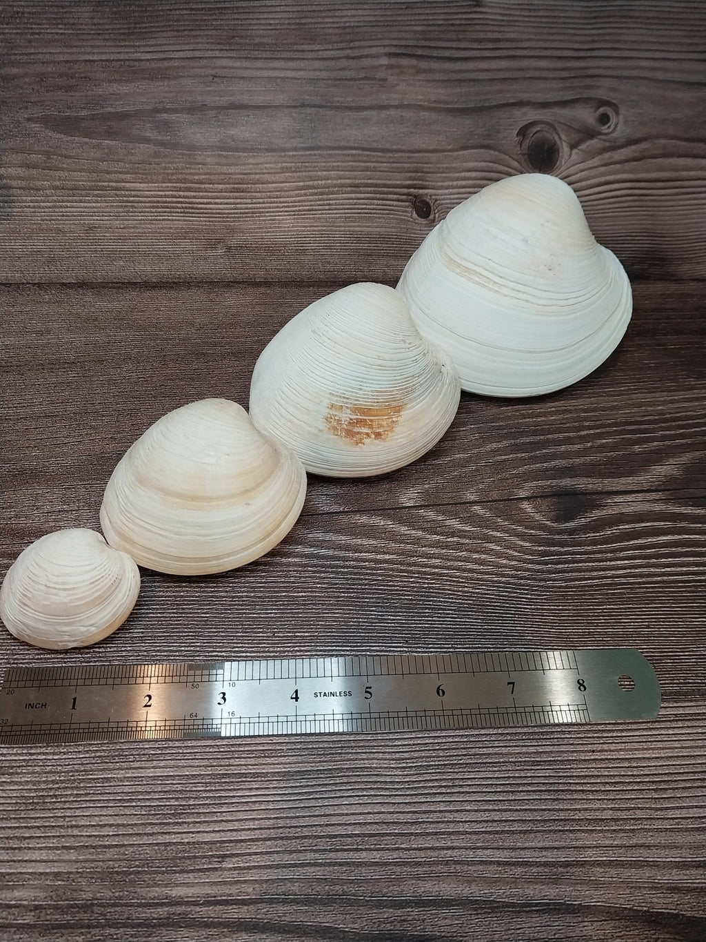 Quahog Clam Shell Pairs (Mercenaria mercenaria)