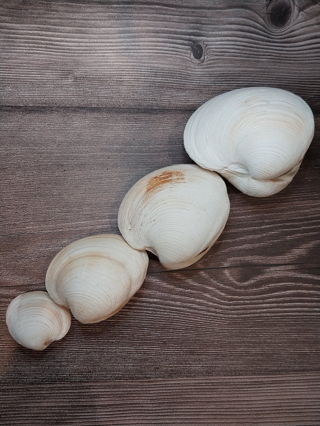 Quahog Clam Shell Pairs (Mercenaria mercenaria)